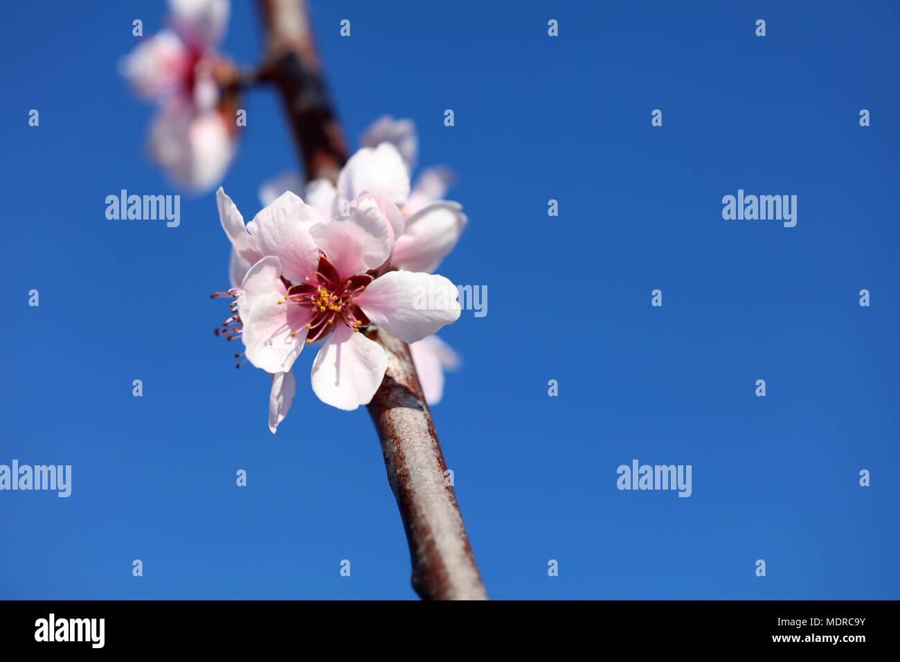 Almond blossom almond tree Stock Photo Alamy