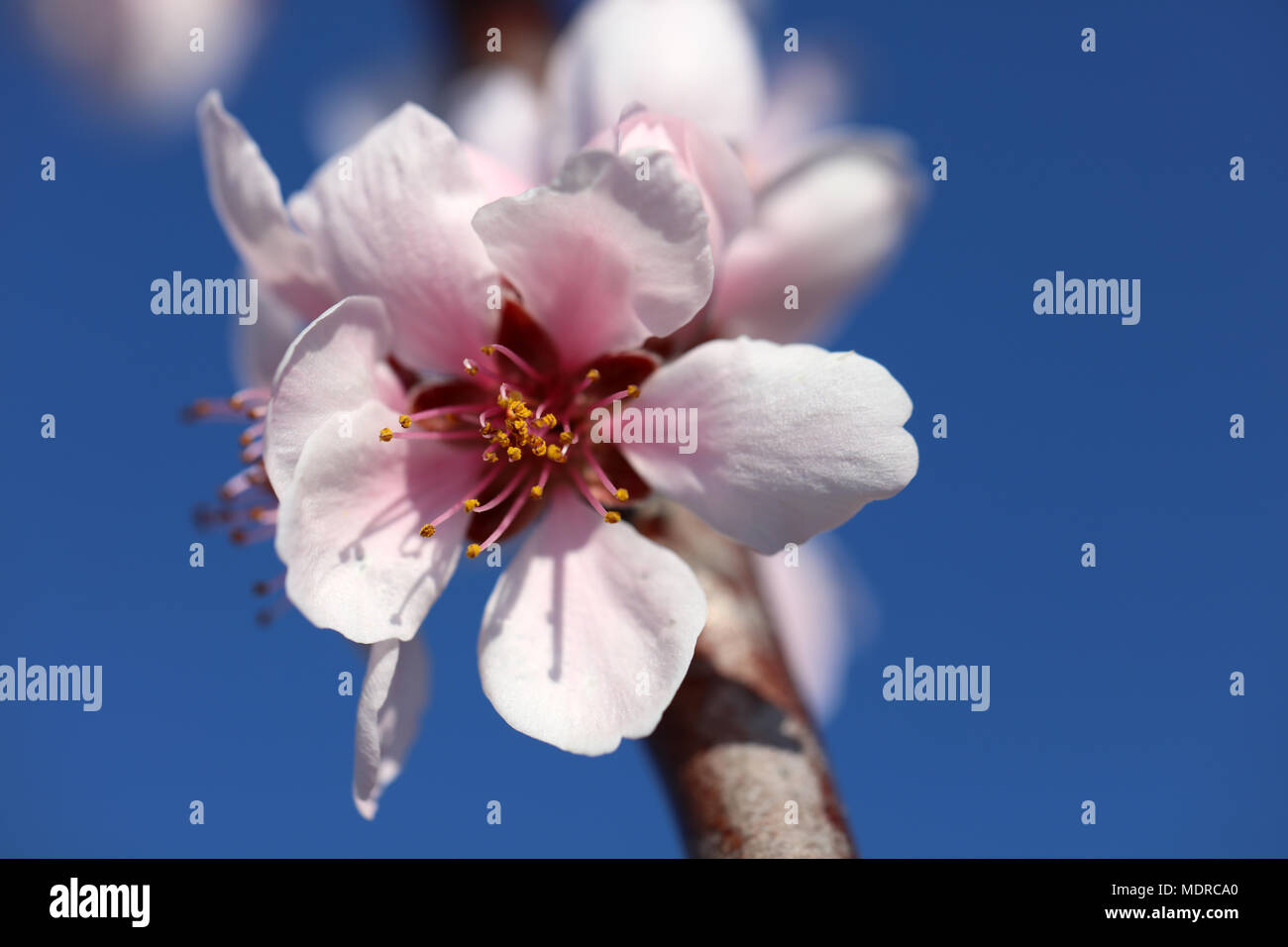 Almond blossom almond tree Stock Photo Alamy