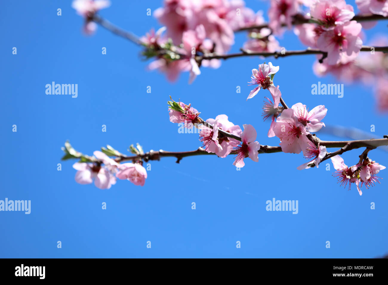Almond blossom almond tree Stock Photo Alamy