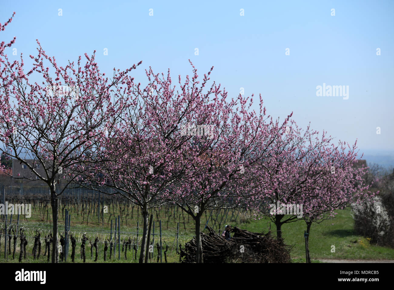 Almond blossom almond tree Stock Photo Alamy