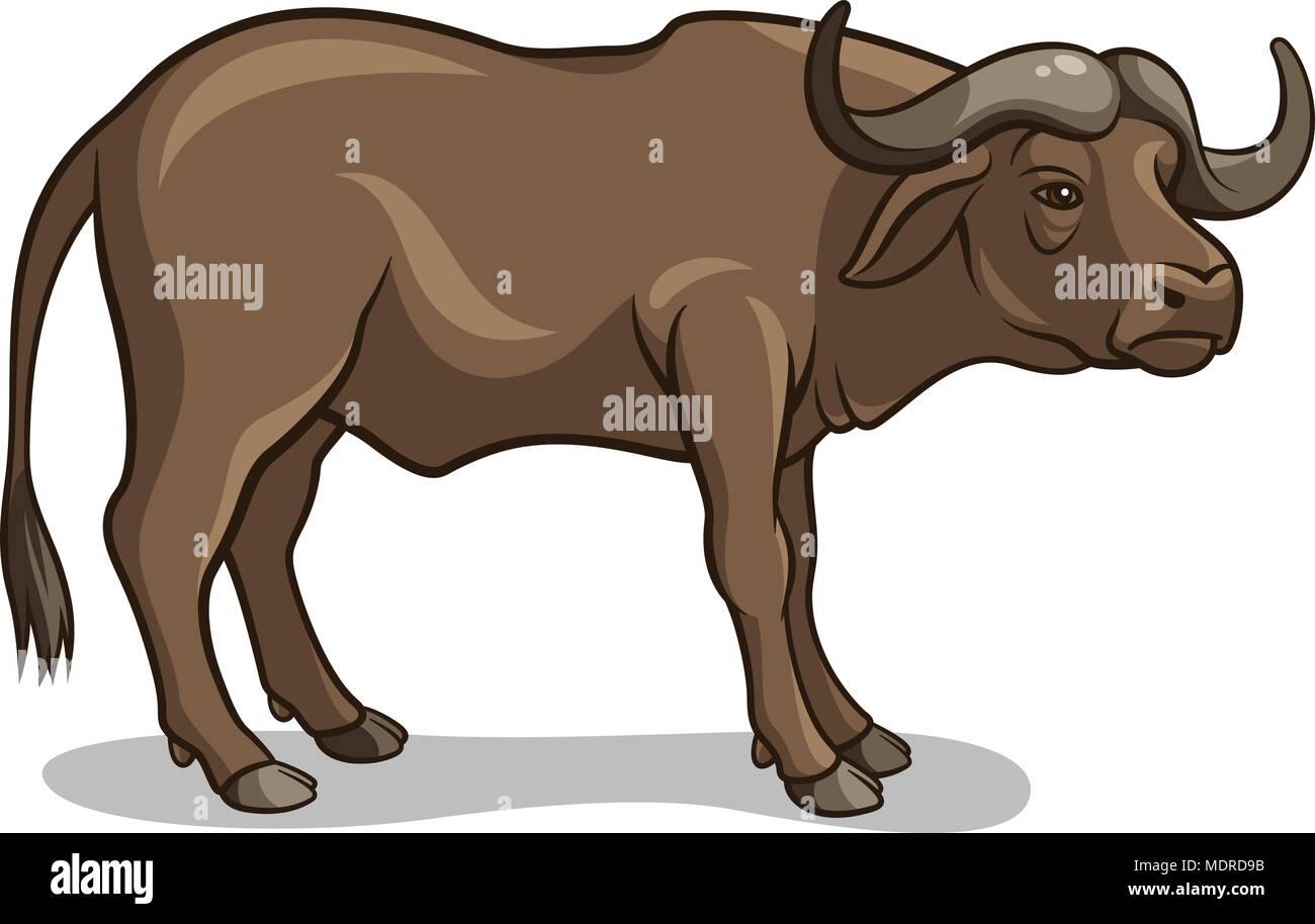 Vector illustration of buffalo isolated on white.  African wildlife Stock Vector