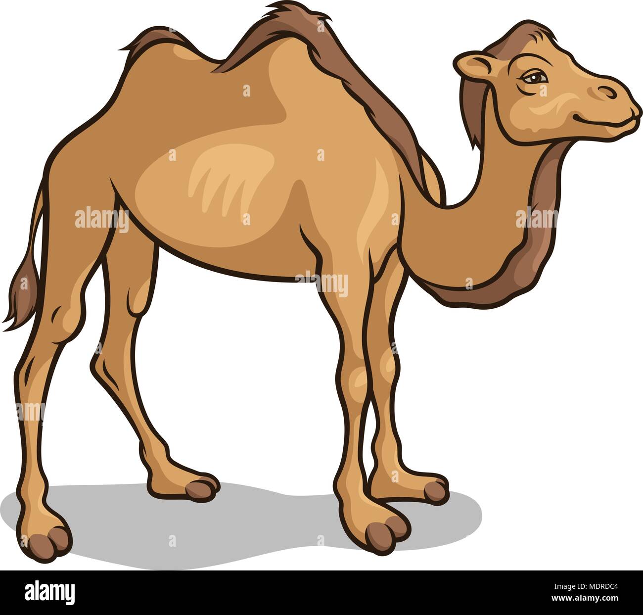 Cartoon camel isolated on white, vector illustration Stock Vector Image