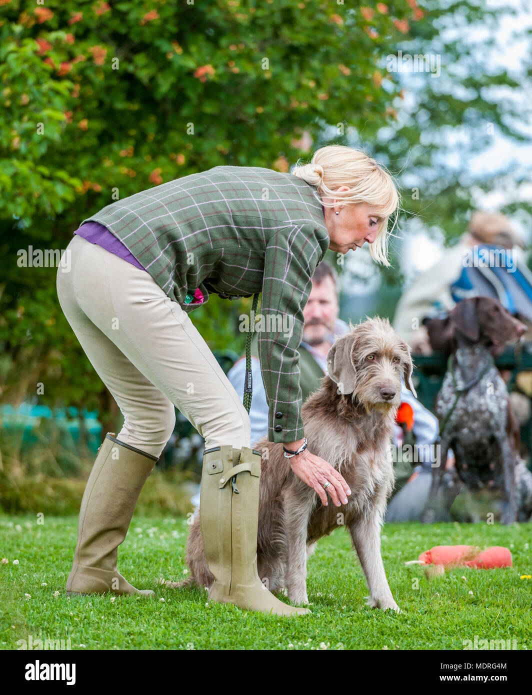 A lady dog handler a training or competition event about to set her dog, a Slovakian Rough Haired Pointer, off on the trial Stock Photo