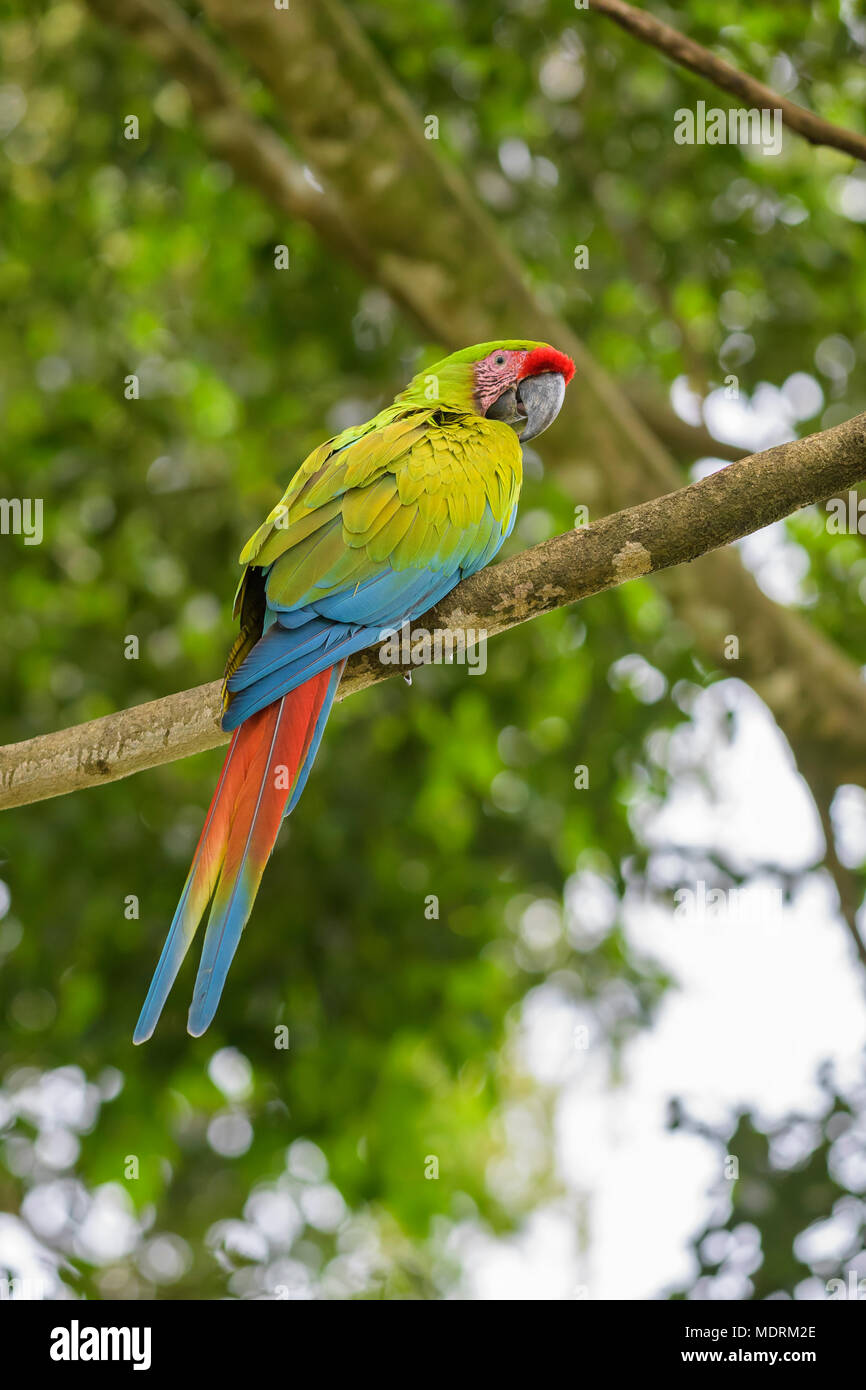Great Green Macaw - Ara ambigua, large beautiful green parrot from Central  America forests, Costa Rica Stock Photo - Alamy