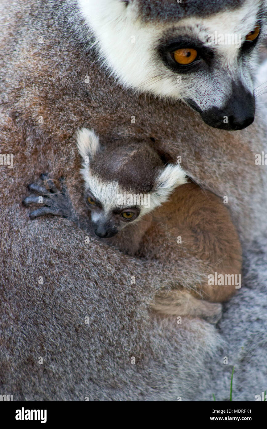 Close-Up of a  Ring Tailed lemur with her baby Stock Photo