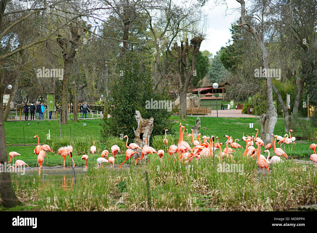 Phoenicopterus ruber - Zoo of Madrid, Spain Stock Photo
