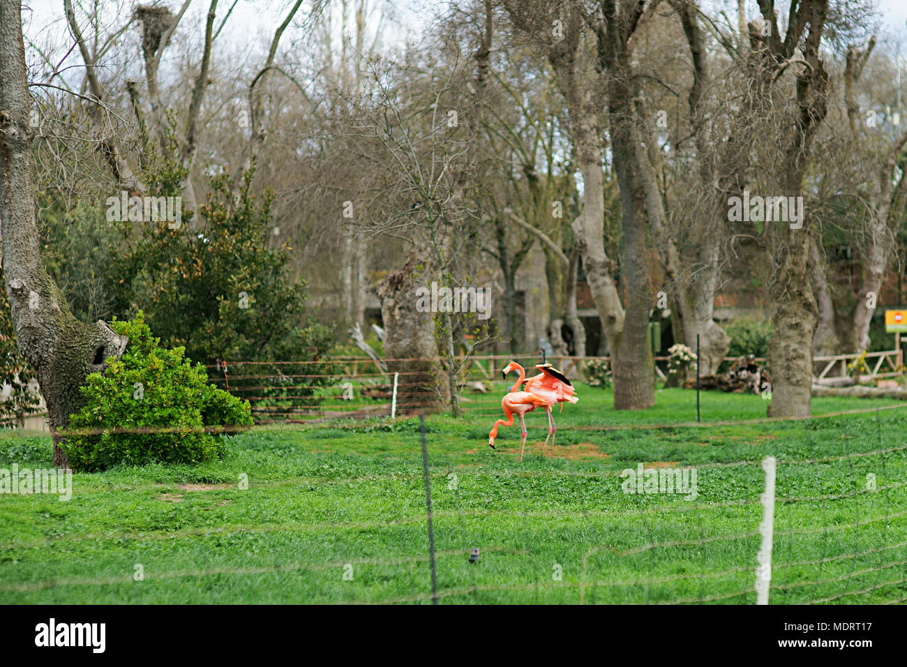 Flamingos in love - Zoo of Madrid, Spain Stock Photo