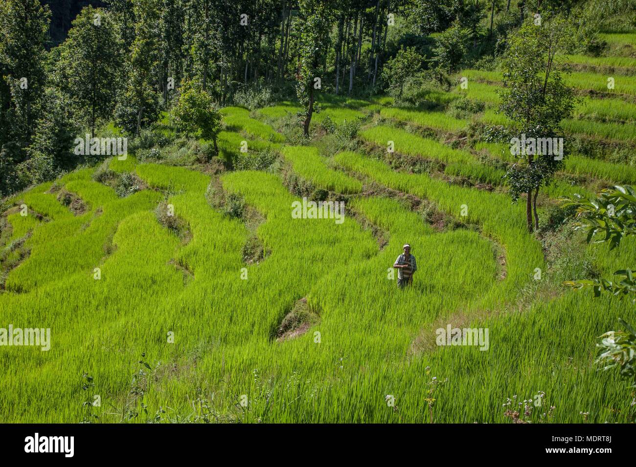 A rice farmer works amongst terraced paddy fields in the Dhading District of Nepal Stock Photo