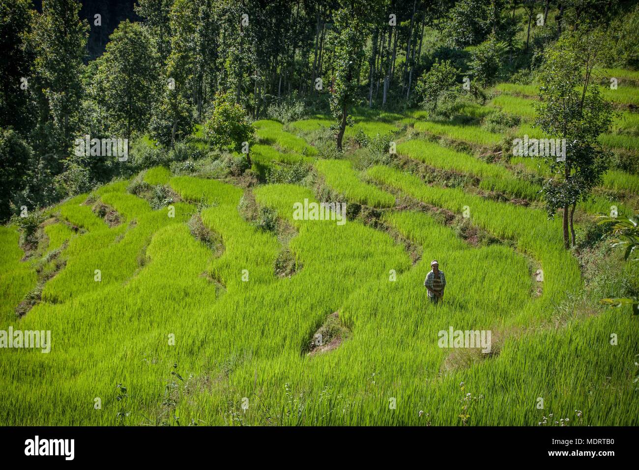 A rice farmer works amongst terraced paddy fields in the Dhading District of Nepal Stock Photo