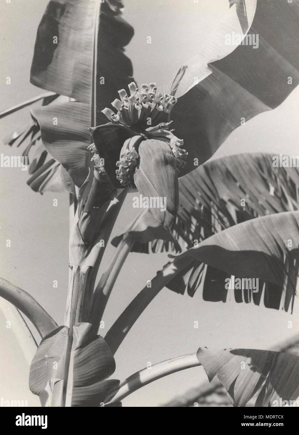 Banana plant in flower. Location Queensland Stock Photo Alamy
