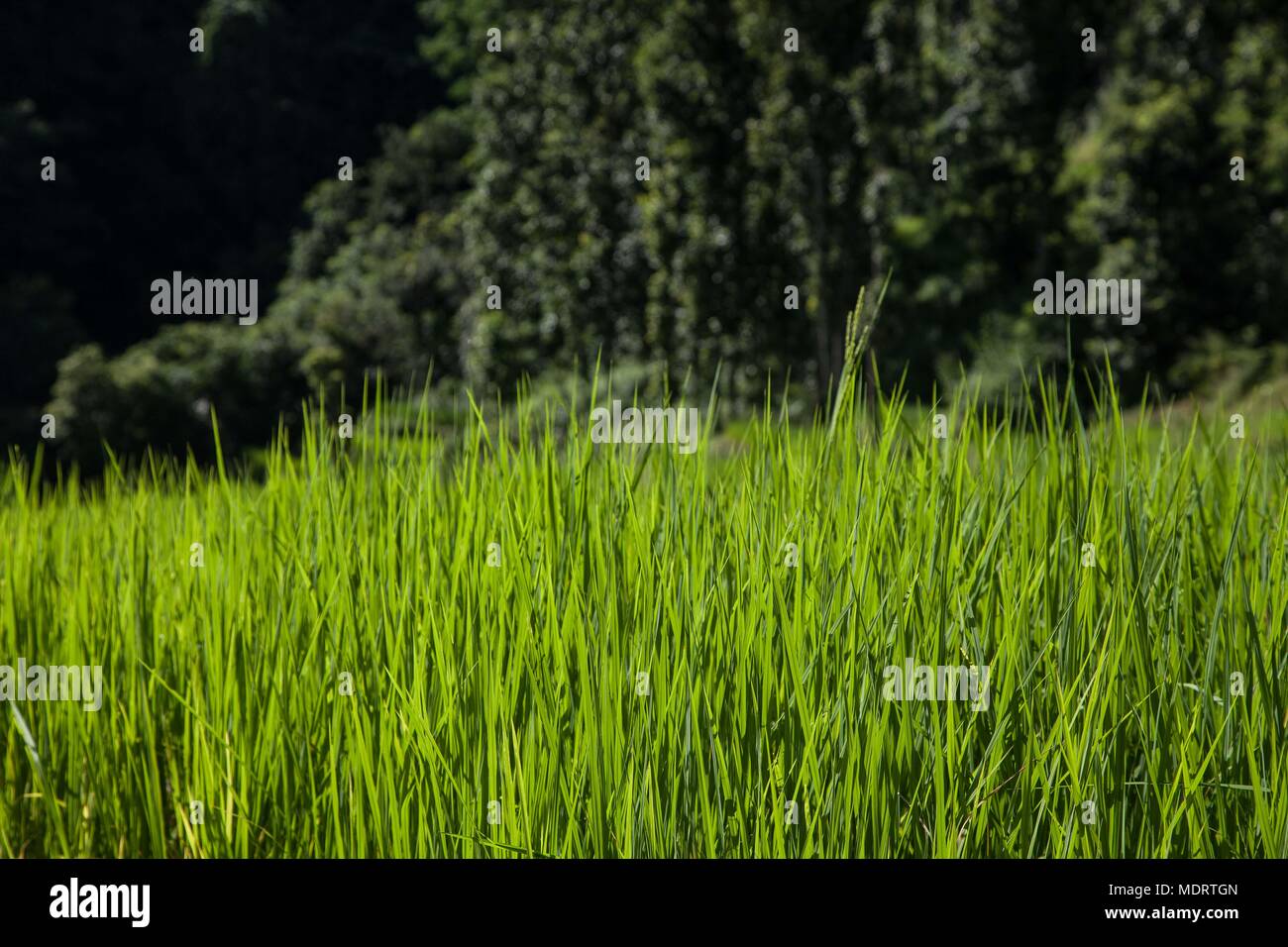 green leaves of a new rice crop against a background of terraced paddies in the Dhading District of Nepal Stock Photo