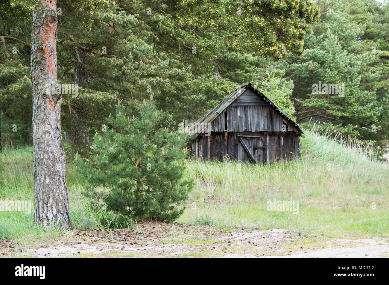 An old wooden hut overgrown by grass in the nature of Estonian island of Prangli surrounded by pine trees. Stock Photo