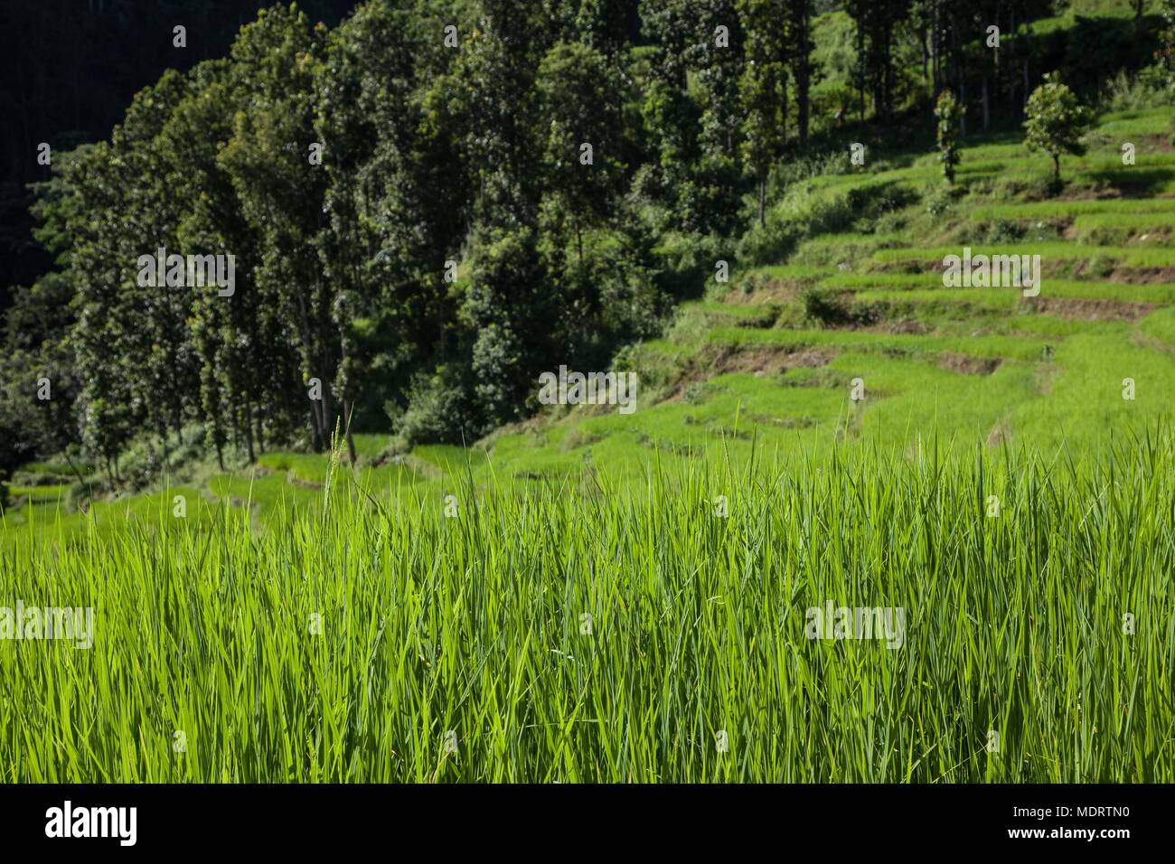 green leaves of a new rice crop against a background of terraced paddies in the Dhading District of Nepal Stock Photo