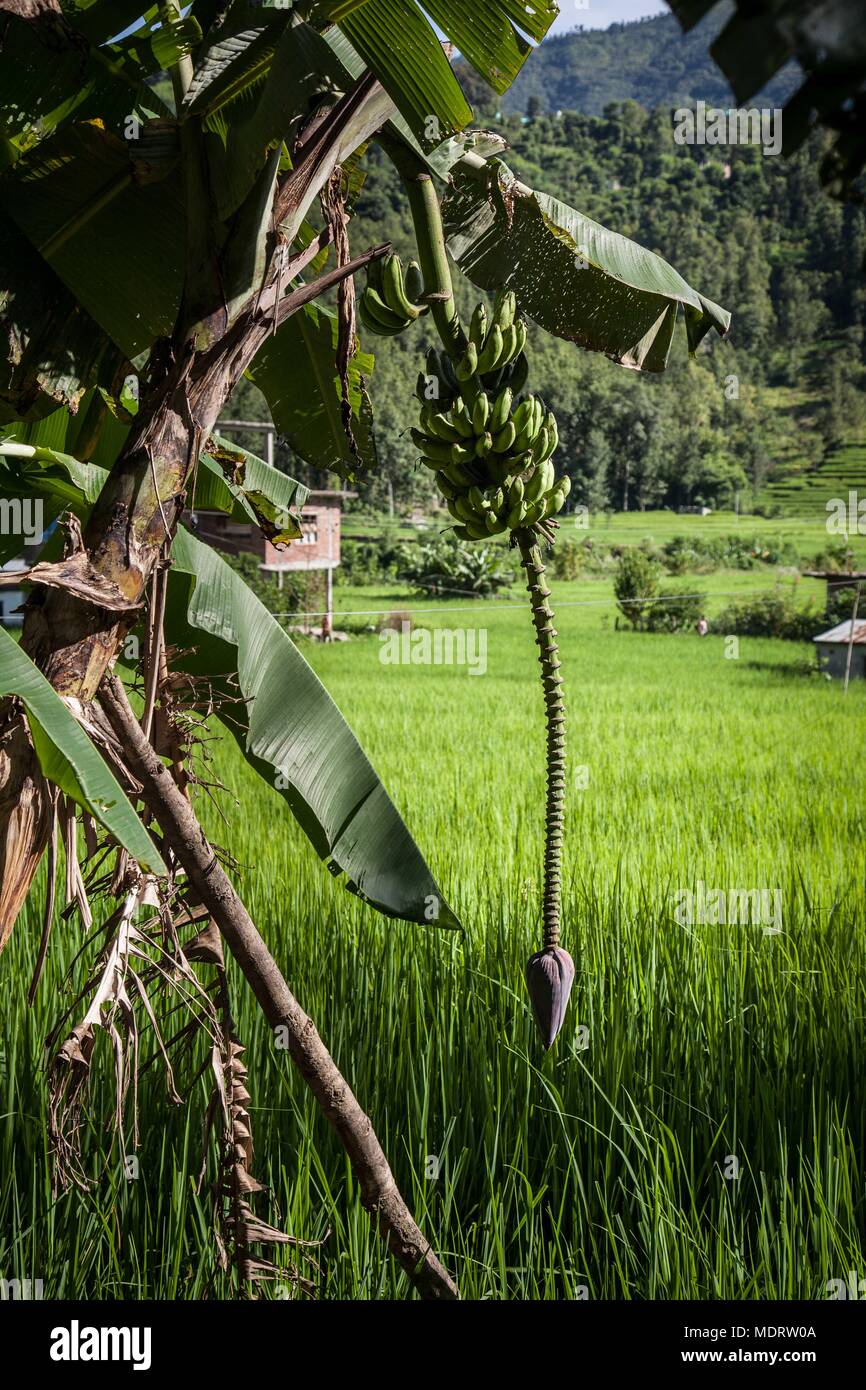 A banana palm in flower against a backdrop of rice paddies in the Dhading District of Nepal Stock Photo