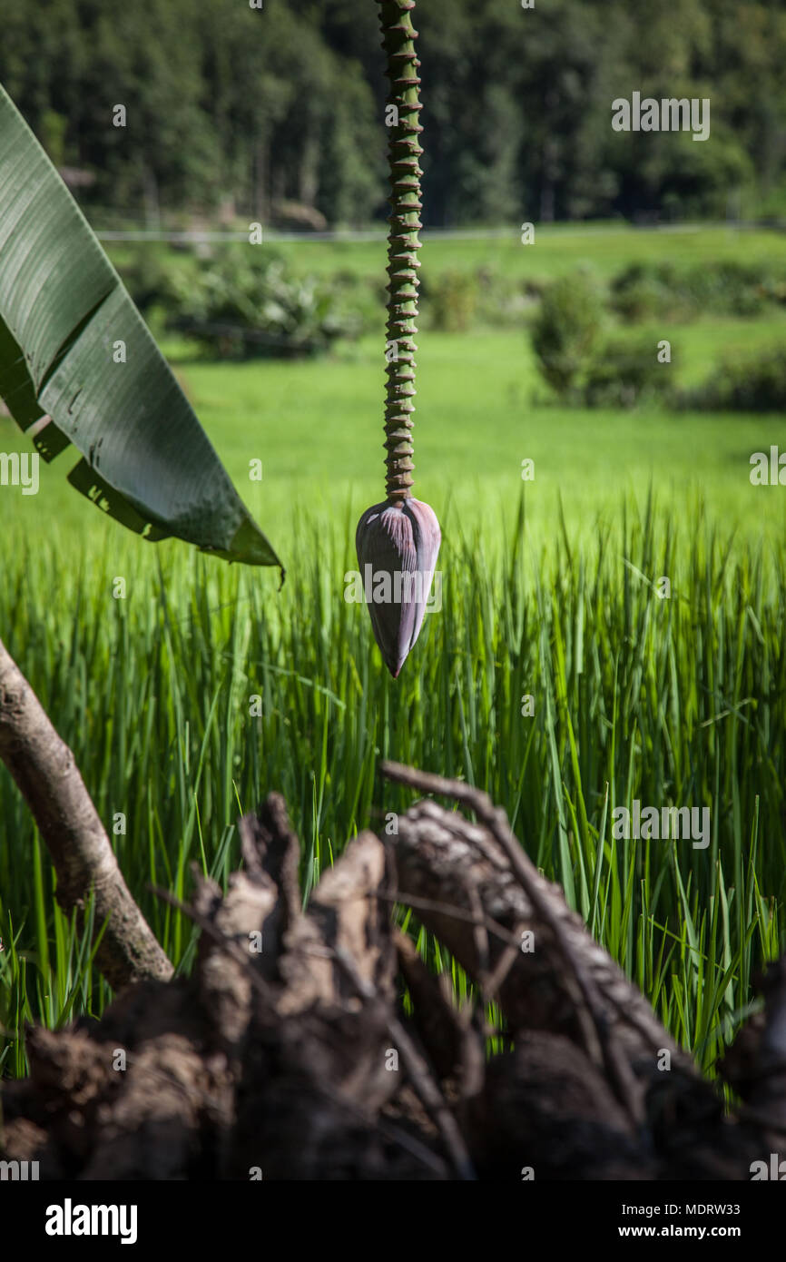A banana palm in flower against a backdrop of rice paddies in the Dhading District of Nepal Stock Photo
