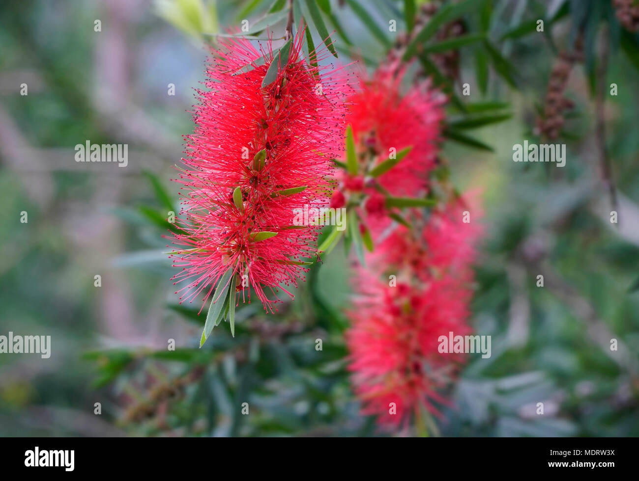 Wildflowers of queensland hi-res stock photography and images - Alamy