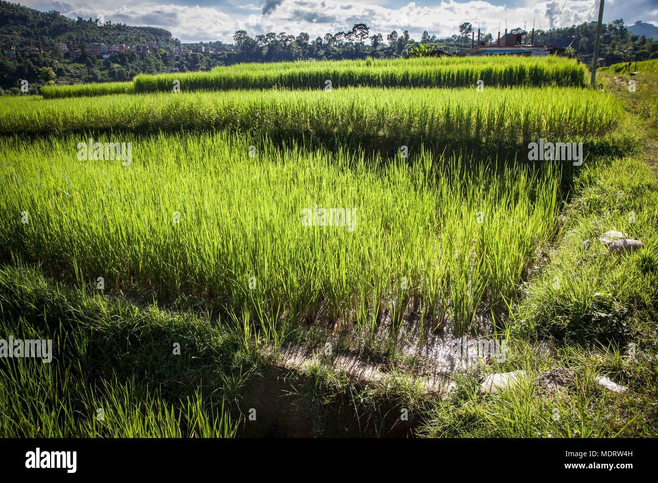 mid shot of rice growing in wet terraces in Dhading District of Nepal Stock Photo
