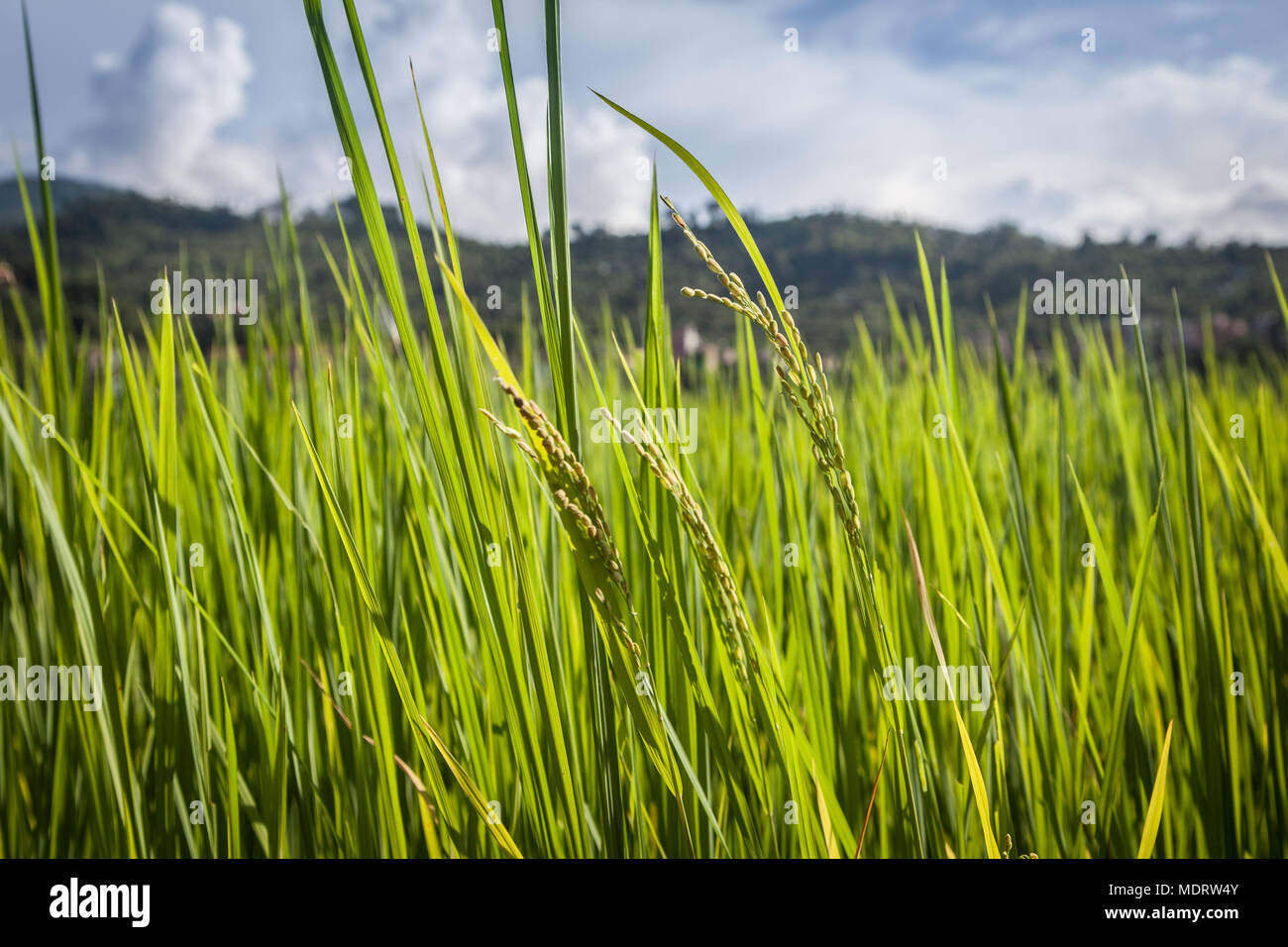 Close-up of rice growing in a paddy field, against a backdrop of hills in the Dhading District of Nepal Stock Photo