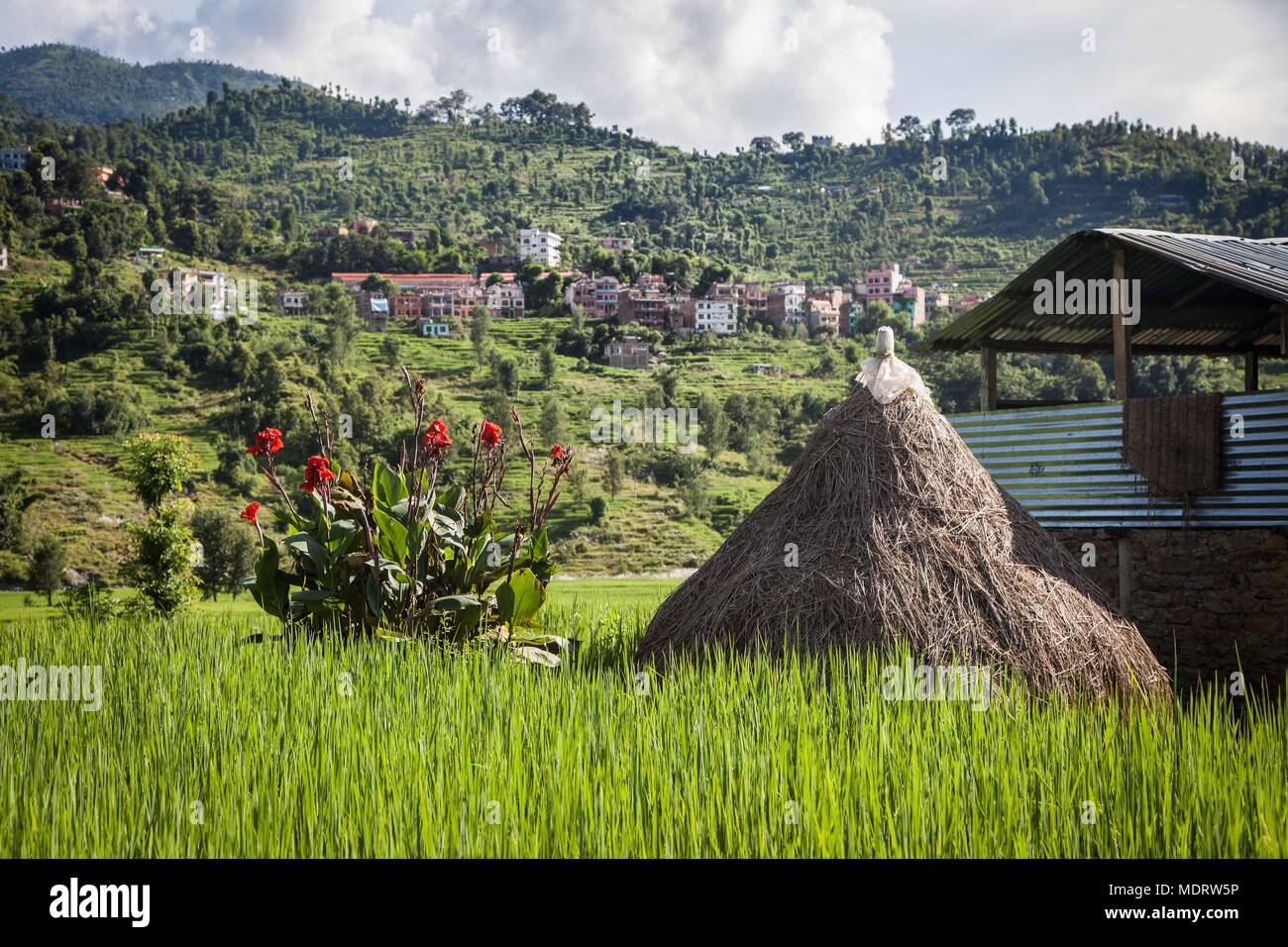 A haystack and barn in the middle of rice paddies, in the Dhading District of Nepal Stock Photo
