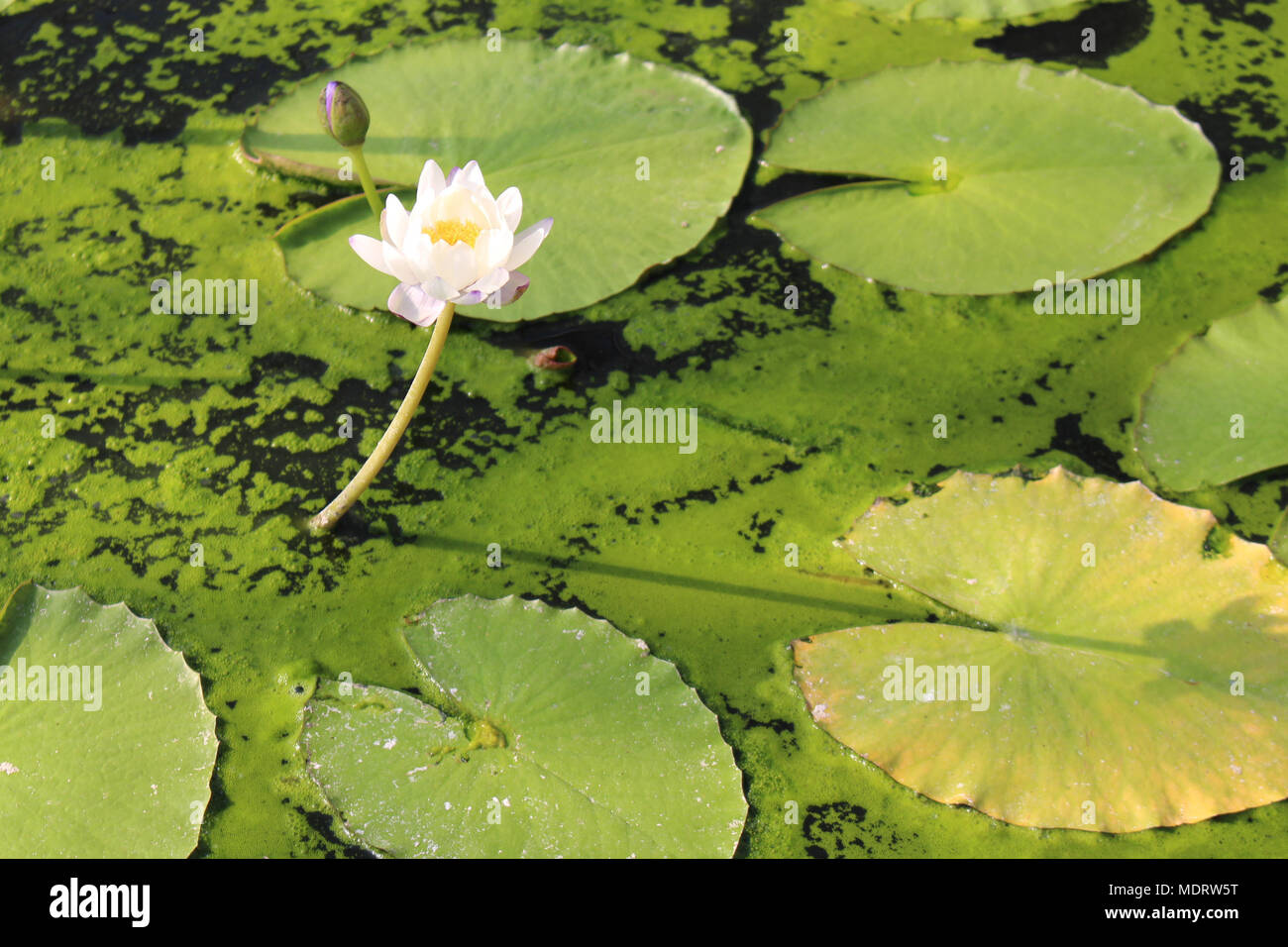 white nymphaea water lily with lily green pads at waterlily house kew gardens Stock Photo