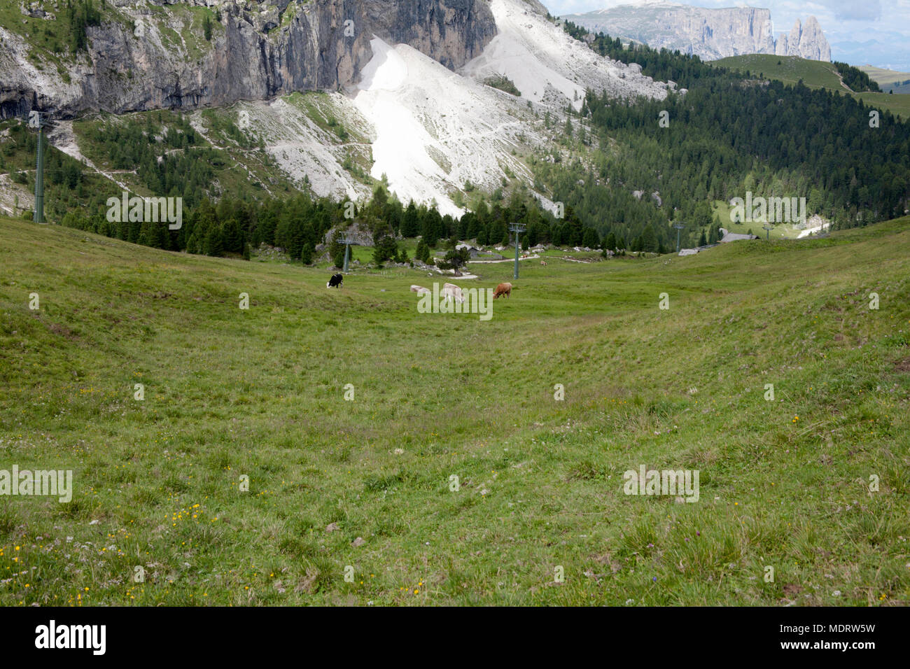 Cattle grazing on pasture near Piz Sella below the Langkofel Selva Val Gardena Dolomites South Tyrol Italy Stock Photo