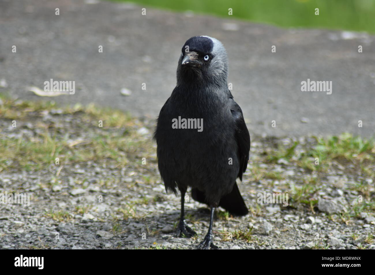 Crow at disused railway station Stock Photo