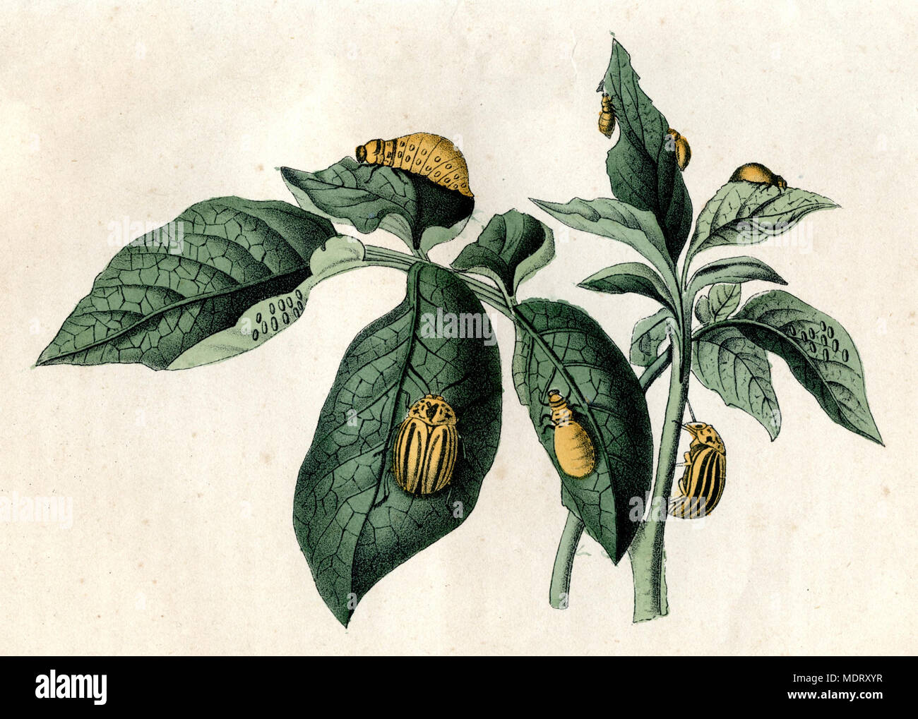 Colorado beetle <Leptinotarsa decemlineata> on potato plant, 1876, Stock Photo