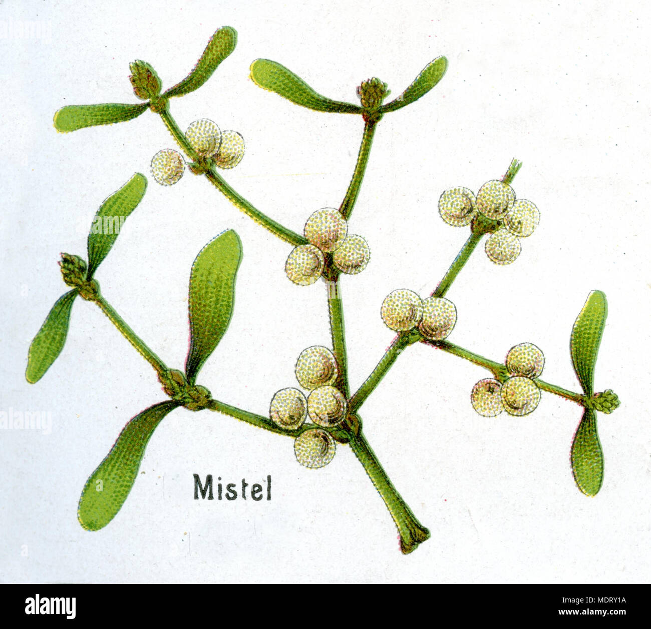 Mistletoe Stock Photo Alamy