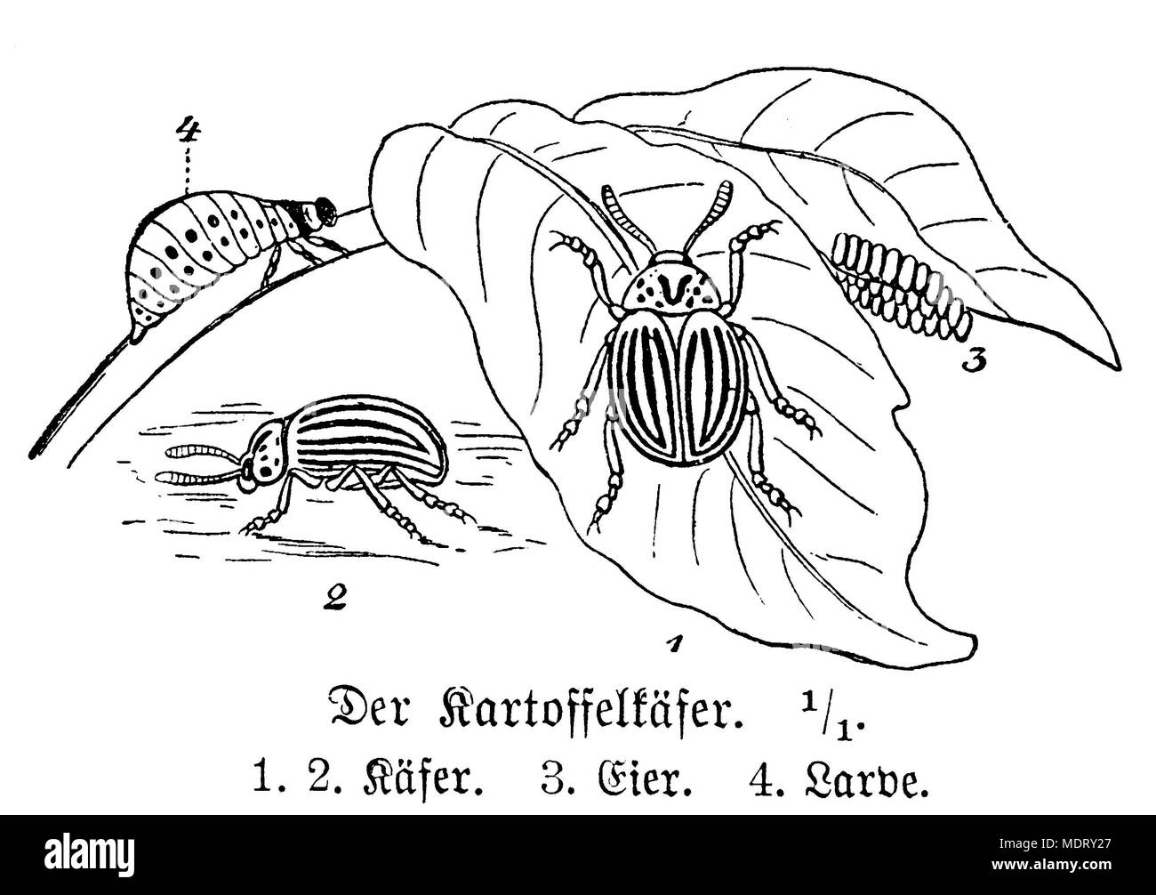 Colorado beetle <Leptinotarsa decemlineata>, anonym  1899 Stock Photo