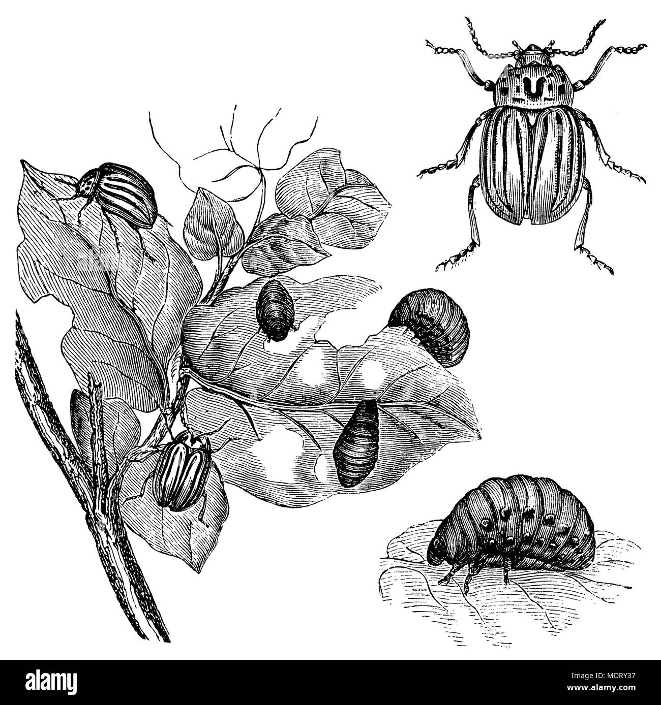 Colorado beetle <Leptinotarsa decemlineata>, Stock Photo