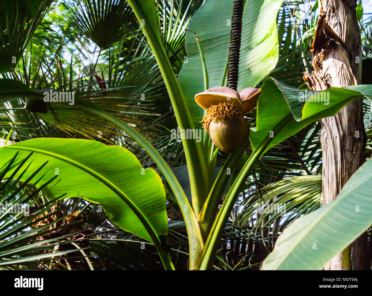 flower on subtropical banana plant Stock Photo Alamy