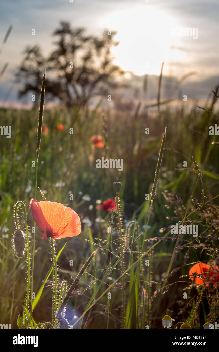 Field of poppies in spring hi-res stock photography and images - Alamy
