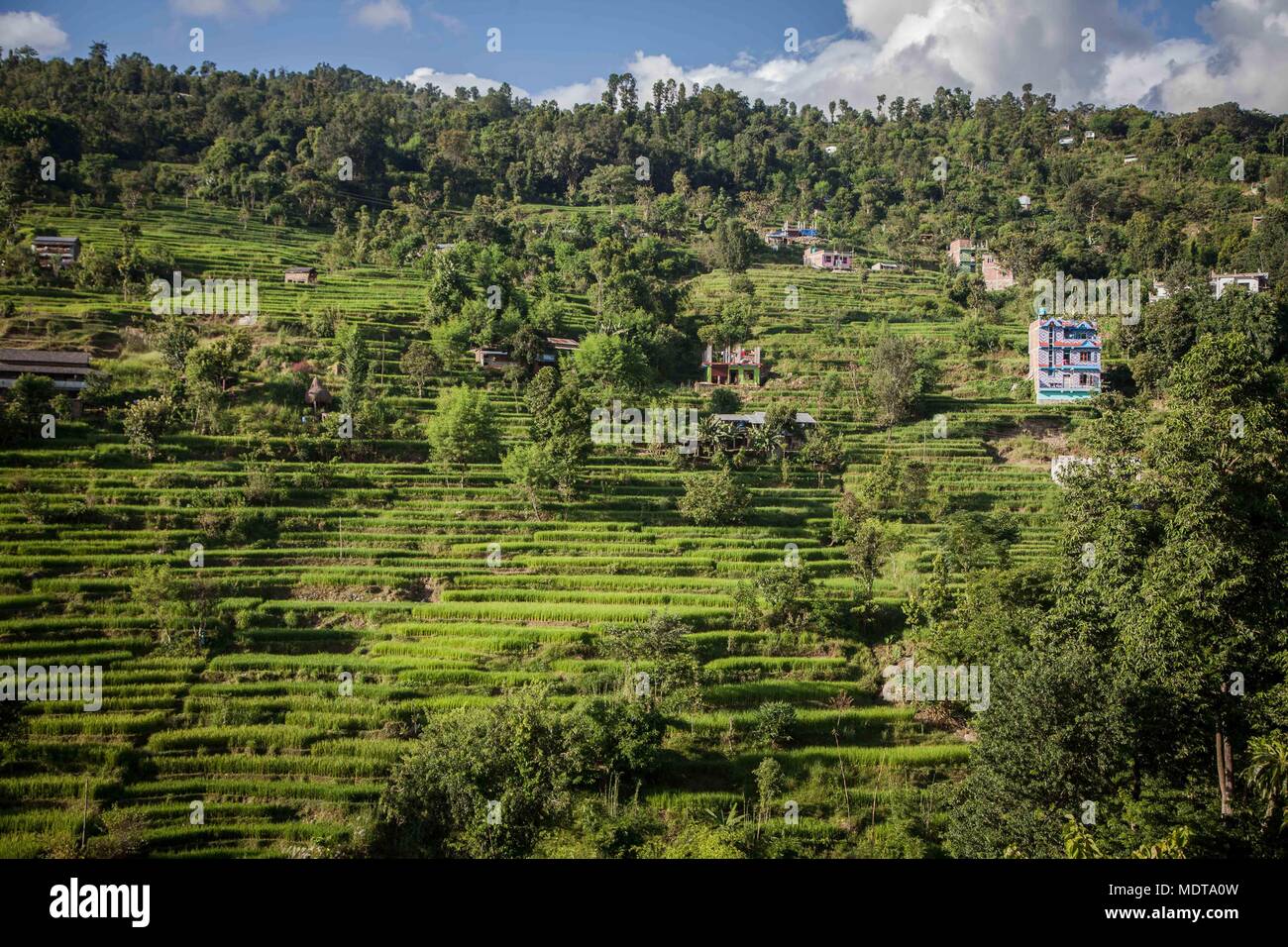 A wide shot of steep, stepped rice terraces in the Dhading District of Nepal Stock Photo