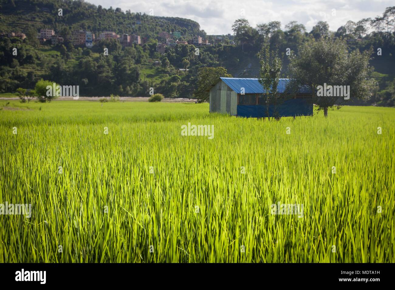 Mid shot of new rice shoots in a wide paddy field with a blue barn in the Dhading District of Nepal Stock Photo