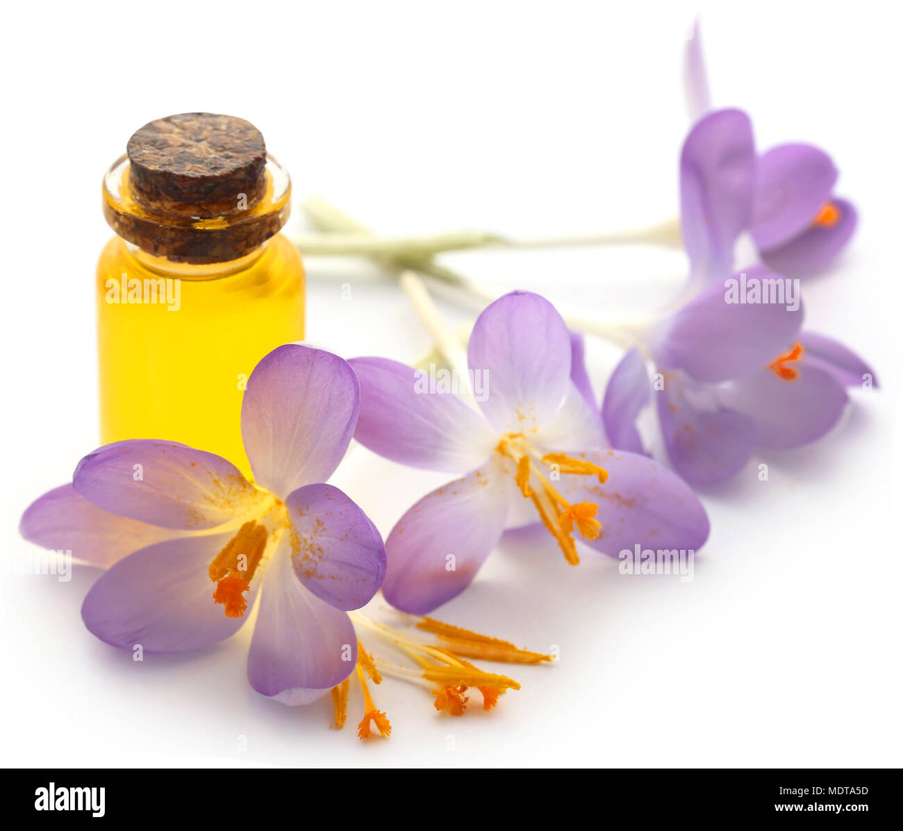 Saffron crocus flower with extract in a bottle over white Stock Photo ...