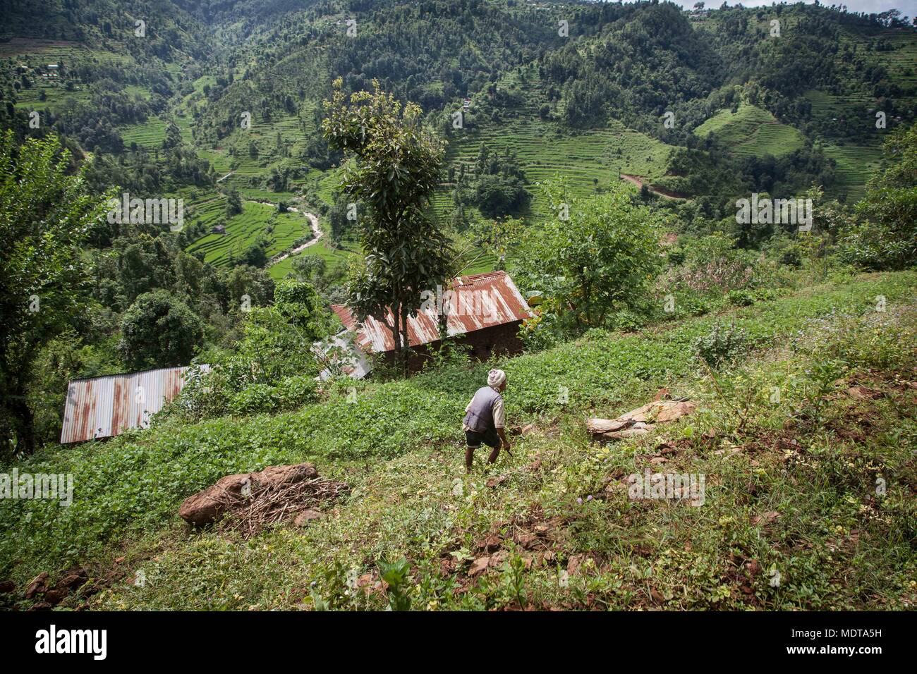 An elderly farmer works on a terraced plot of land in the Dhading District of Nepal Stock Photo