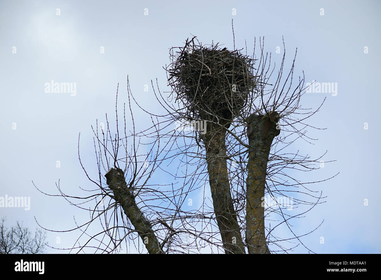 White stork nest, Zoo of Madrid, Spain Stock Photo