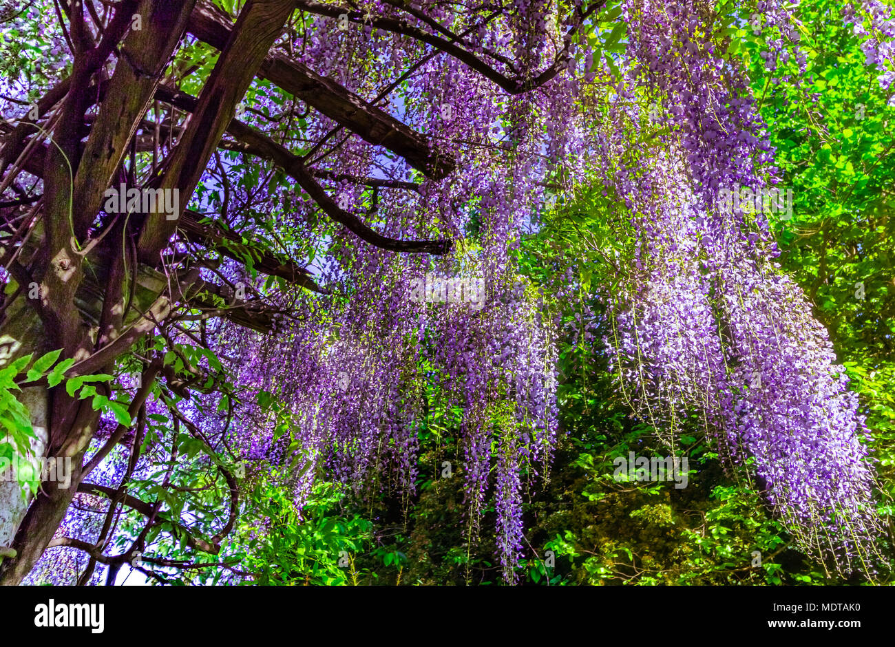 Wisteria japonica hi-res stock photography and images - Alamy