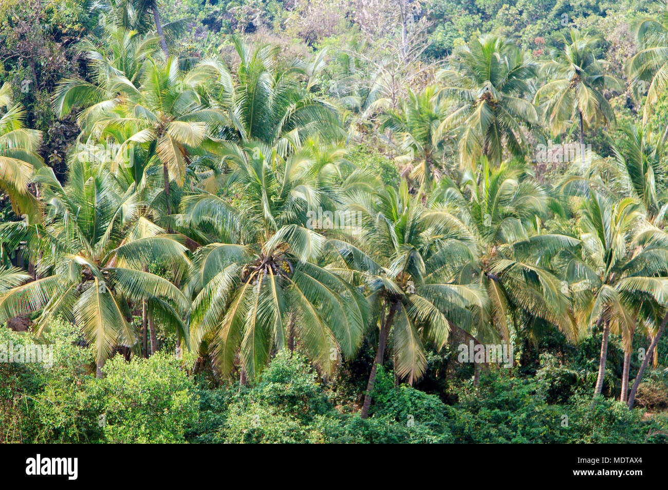 coconut palm trees in tropical jungle Stock Photo - Alamy