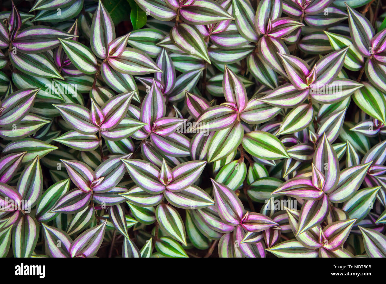 Green leaves of Tradescantia zebrina background Stock Photo