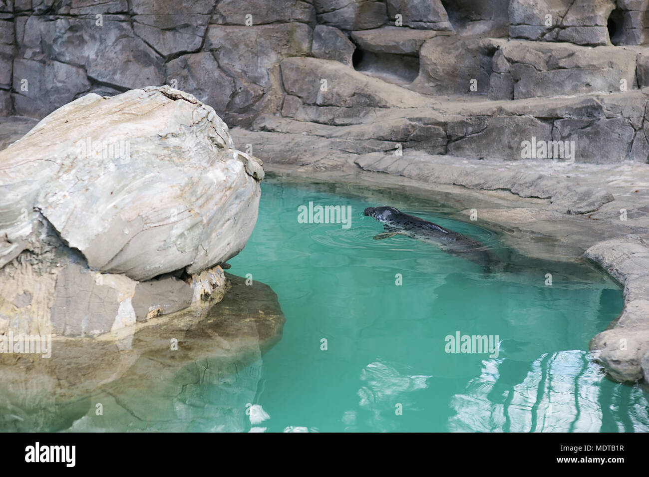 Mediterranean monk seal, Monachus monachus, swimming in the pool of Zoo of Madrid, Spain Stock Photo