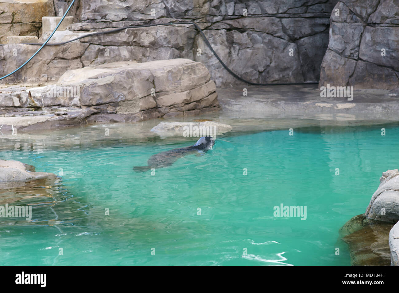 Mediterranean monk seal, Monachus monachus, swimming in the pool of Zoo of Madrid, Spain Stock Photo