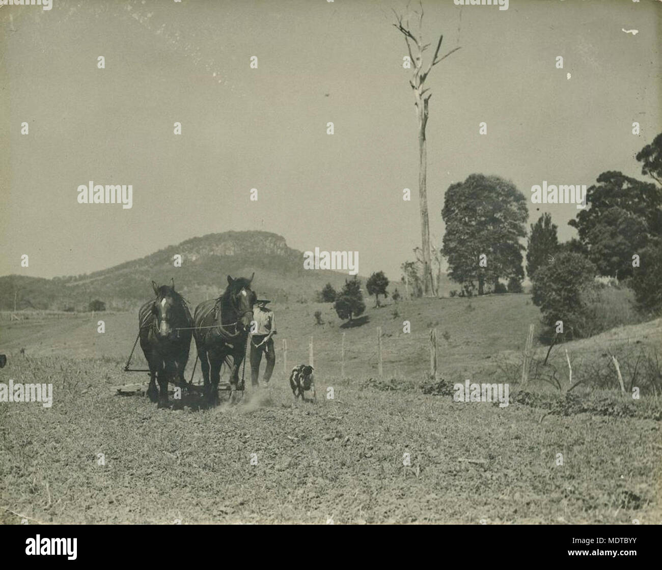 Peaceful rural scene in South East Queensland. Location:  Near Mt. Ninderry, Queensland, Australia  Date:  Undated. Circa 1940  Description:  Farmer with his horse team ploughing a paddock. His dog is keeping him company. Stock Photo