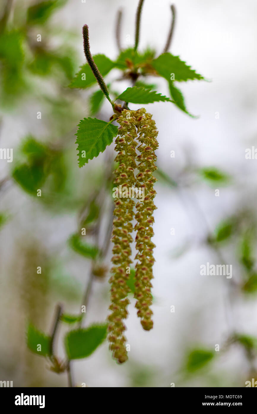 Budding beech leaves hi-res stock photography and images - Alamy