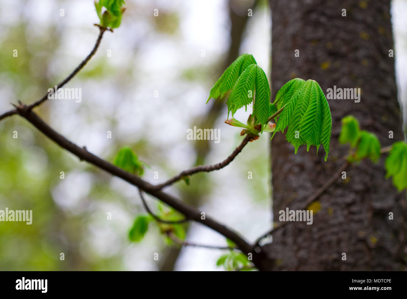 Spring leaves - fresh young spring leaves. Close up Stock Photo - Alamy