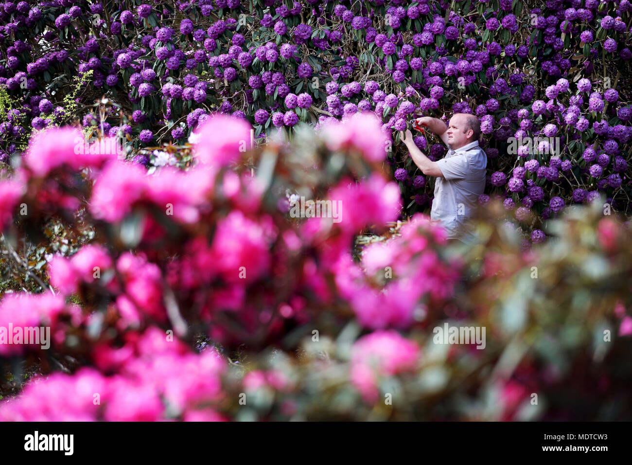 John Dunn, supervisor of the herbaceous department at the Royal Botanic Garden Edinburgh, carries out some pruning on a Rhododendron Niveum which is one of the many plants on display at this year's Scottish Rhododendron Festival. Stock Photo