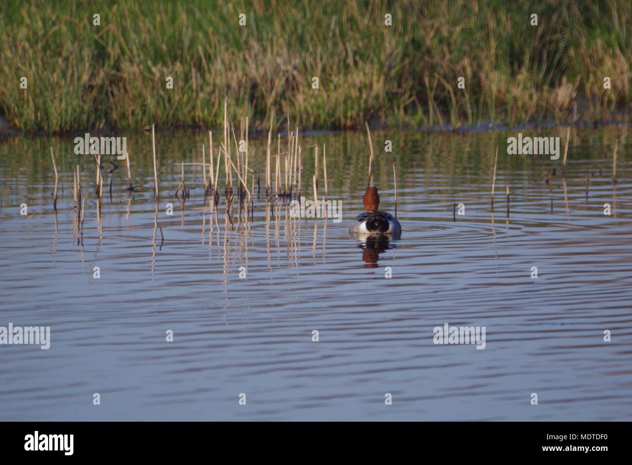 Exeter Rspb Exe Estuary Birds High Resolution Stock Photography and Images - Alamy