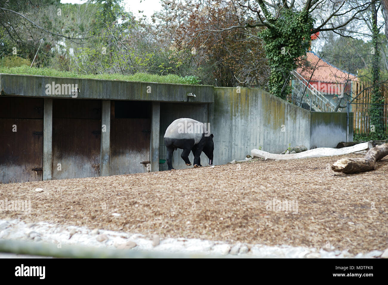 Malayan tapir - Tapirus indicus, Zoo of Madrid, Spain Stock Photo