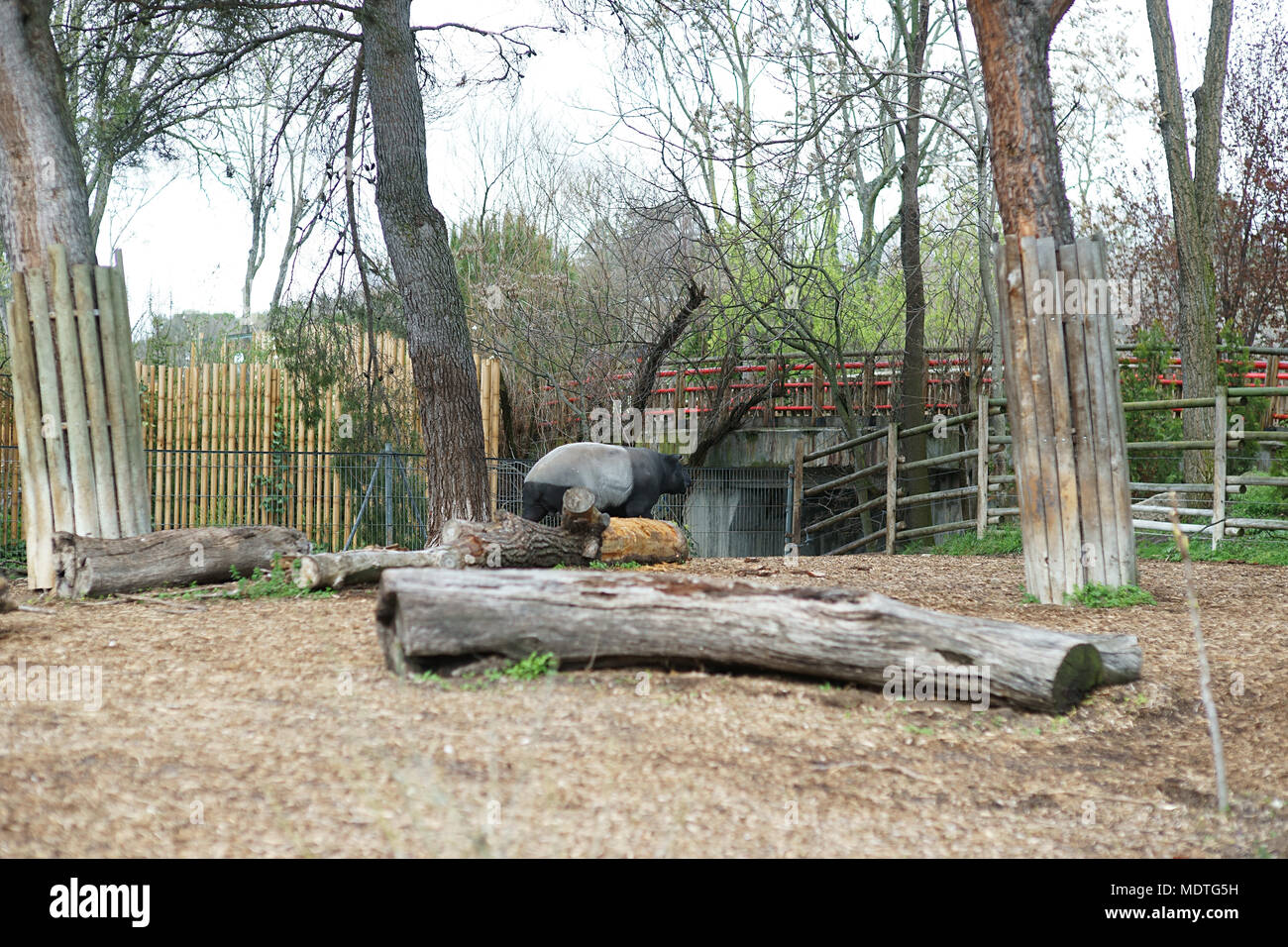 Malayan tapir - Tapirus indicus, Zoo of Madrid, Spain Stock Photo