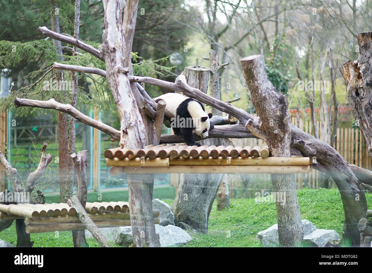 Panda (Ailuropoda melanoleuca), zoo Madrid, Spain Stock Photo